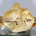 Skull